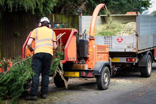 Best Tree Maintenance Programs  in East Palo Alto, CA