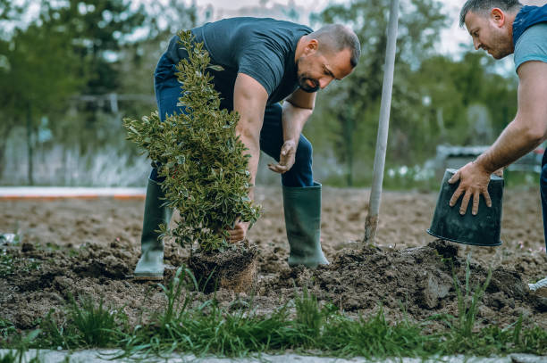 How Our Tree Care Process Works  in  East Palo Alto, CA