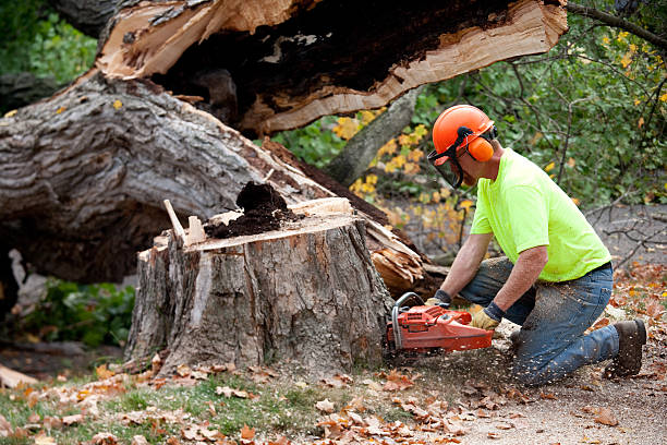 Best Tree Mulching  in East Palo Alto, CA